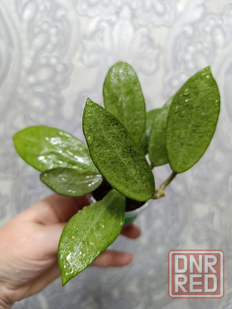 Продам хойи Макеевка - изображение 1