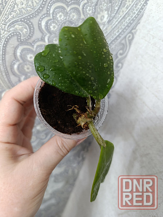 Продам хойи Макеевка - изображение 6