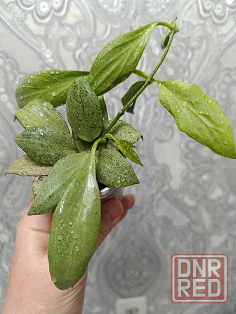 Продам хойи Макеевка - изображение 2