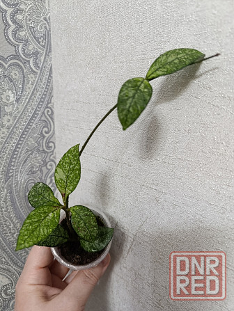 Продам черенки хой Макеевка - изображение 3