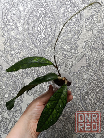 Продам черенки хой Макеевка - изображение 5
