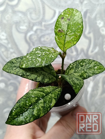 Продам черенки хой Макеевка - изображение 3