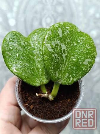 Продам черенки хой Макеевка - изображение 4