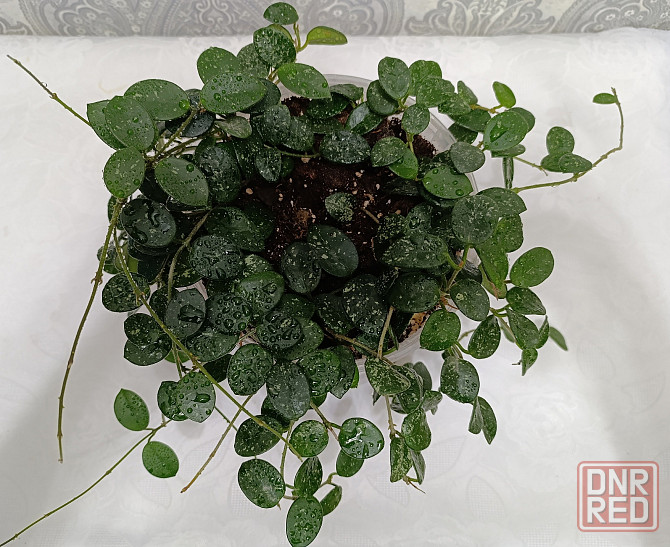 Продам черенки хой Макеевка - изображение 4
