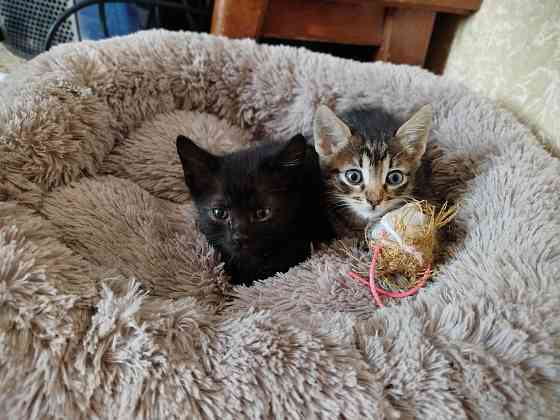 Котята срочно ищут дом Донецк