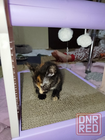Котята срочно ищут дом Донецк - изображение 3