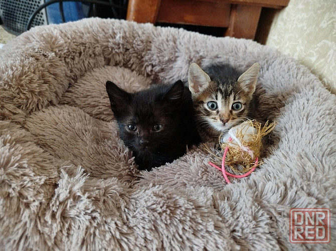 Котята срочно ищут дом Донецк - изображение 1