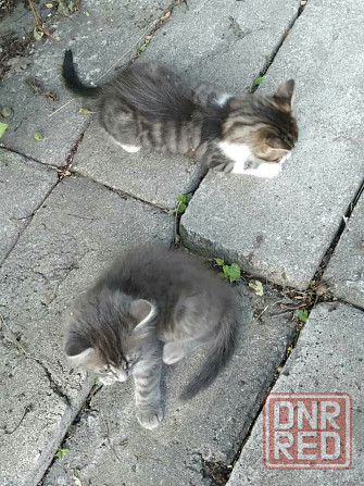 Отдам котят в хорошие руки Донецк - изображение 6