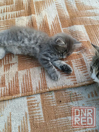 Отдам котят в хорошие руки Донецк - изображение 5