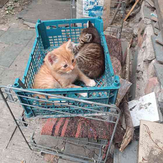 Котята мальчики в добрые руки Донецк
