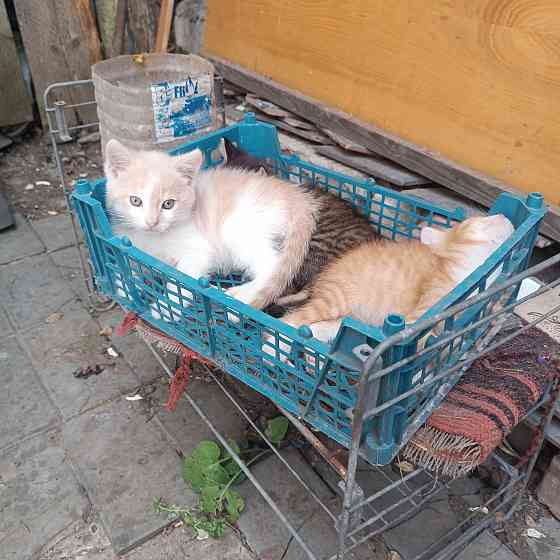 Котята мальчики в добрые руки Донецк