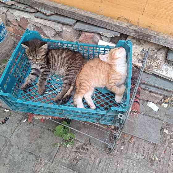 Котята мальчики в добрые руки Донецк