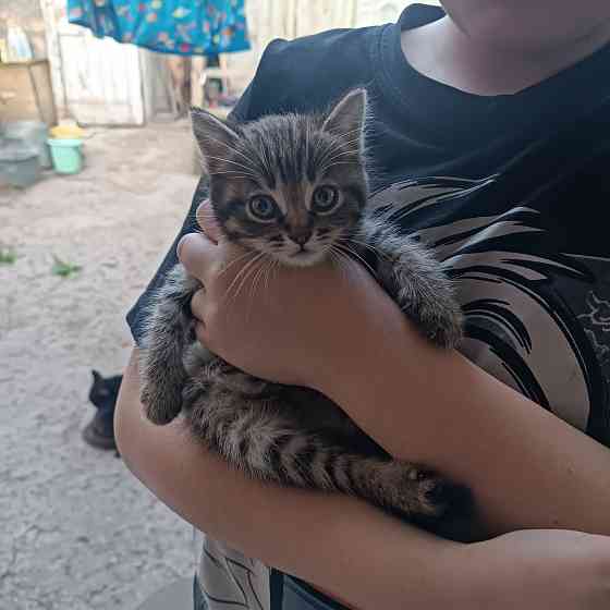 Котята мальчики в добрые руки Донецк