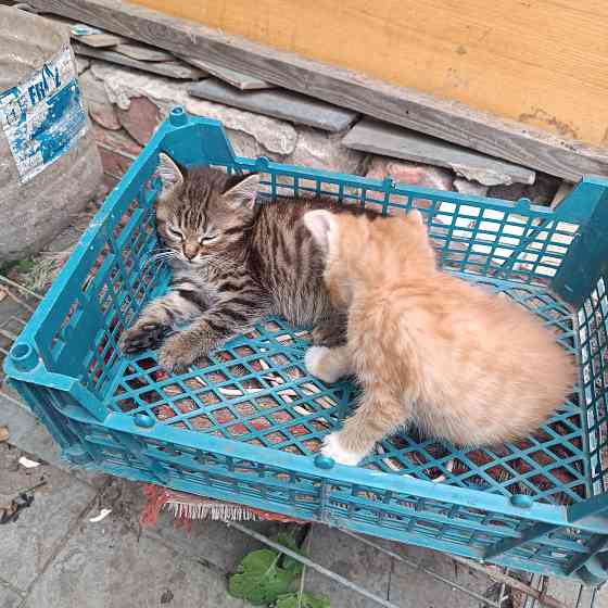 Котята мальчики в добрые руки Донецк