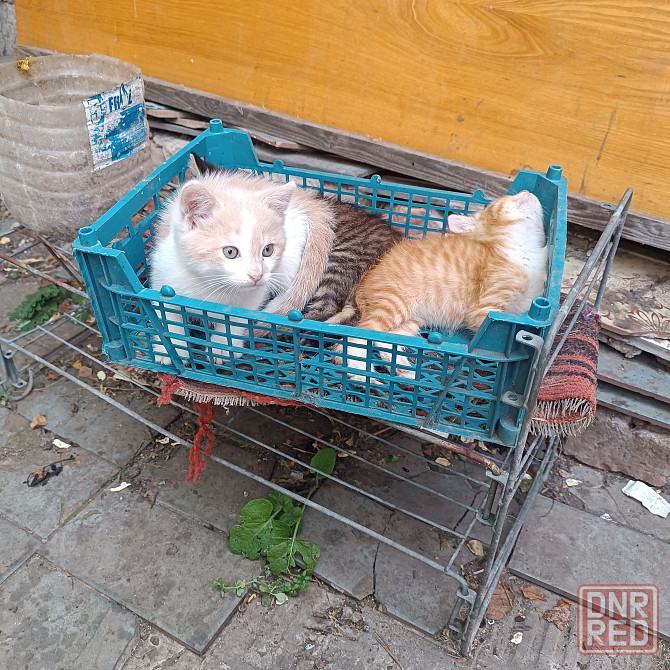 Котята мальчики в добрые руки Донецк - изображение 1