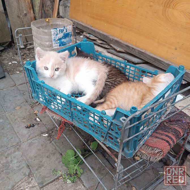 Котята мальчики в добрые руки Донецк - изображение 6