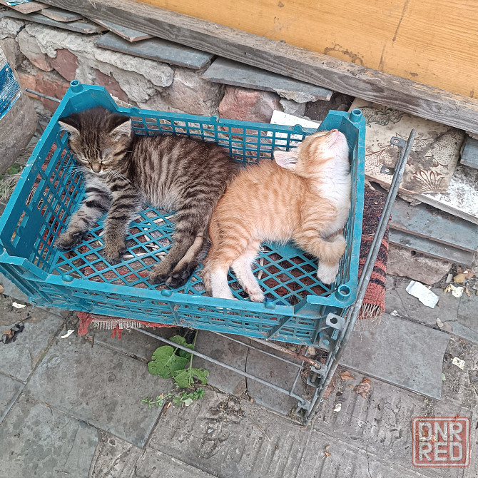Котята мальчики в добрые руки Донецк - изображение 2