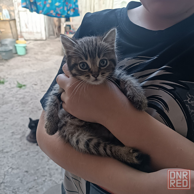 Котята мальчики в добрые руки Донецк - изображение 5