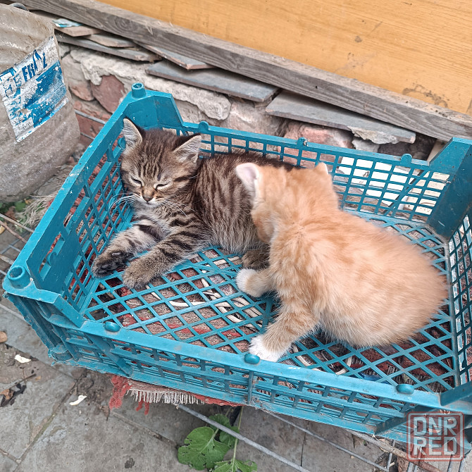 Котята мальчики в добрые руки Донецк - изображение 4