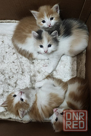 Милые котята в добрые руки! Донецк - изображение 2