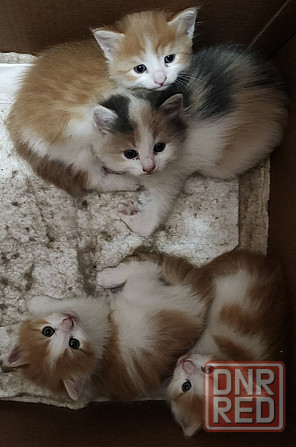 Милые котята в добрые руки! Донецк - изображение 3