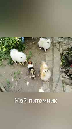 Шпиц девочка Донецк