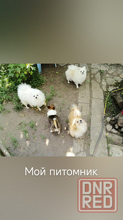 Шпиц девочка Донецк - изображение 3