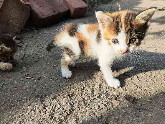 Котята девочки мальчики маленькие Енакиево