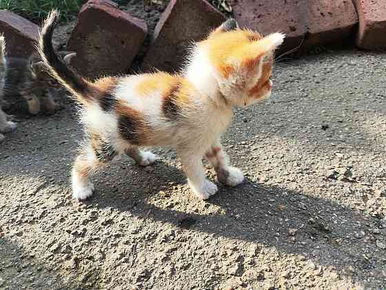 Котята девочки мальчики маленькие Енакиево
