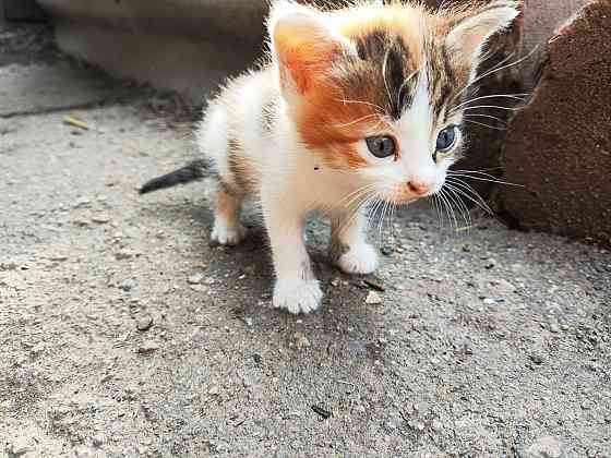 Котята девочки мальчики маленькие Енакиево