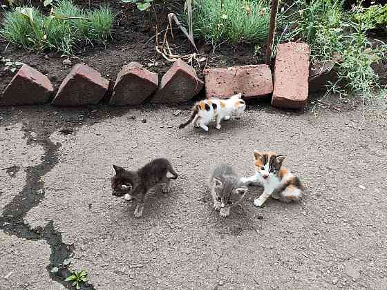 Котята девочки мальчики маленькие Енакиево