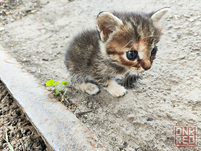 Котята девочки мальчики маленькие Енакиево - изображение 7