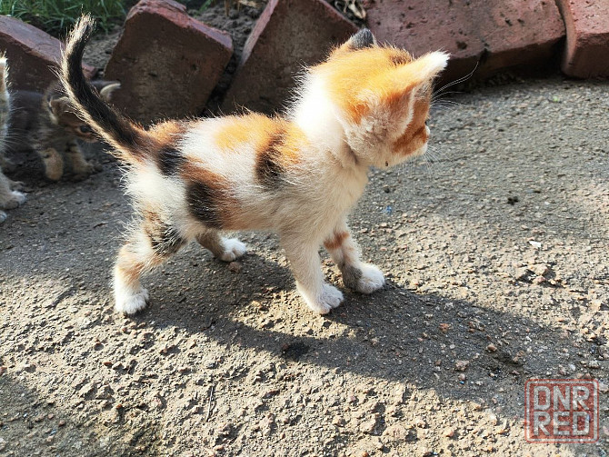 Котята девочки мальчики маленькие Енакиево - изображение 2