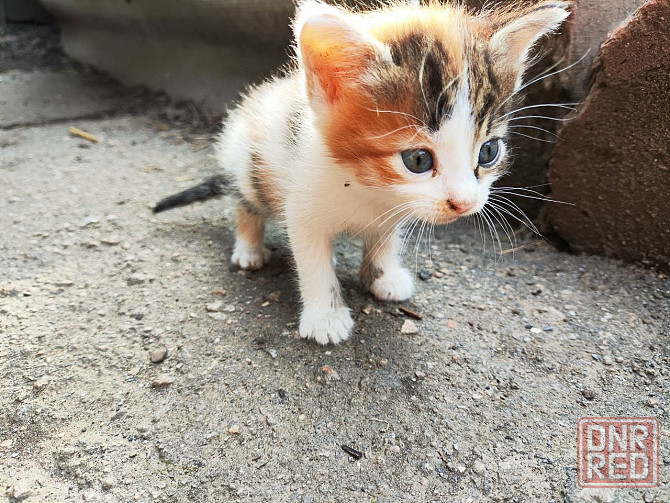 Котята девочки мальчики маленькие Енакиево - изображение 6