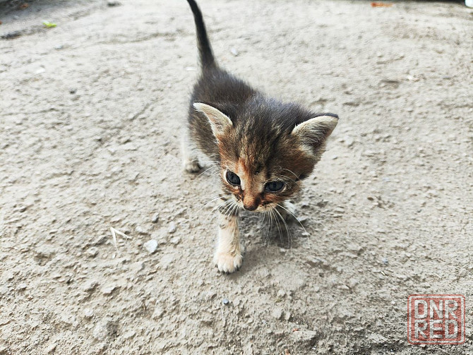 Котята девочки мальчики маленькие Енакиево - изображение 4