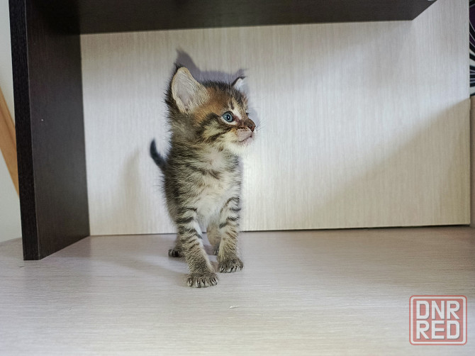 Котята от большой любви Мейн-Куна и дворянина Донецк - изображение 2