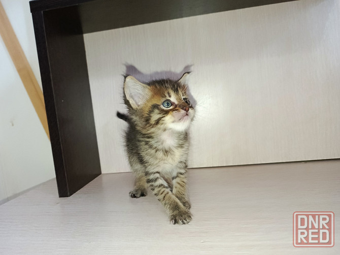 Котята от большой любви Мейн-Куна и дворянина Донецк - изображение 1