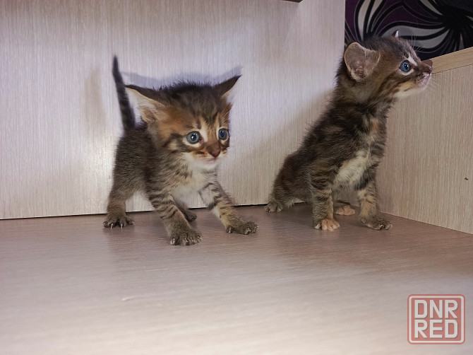 Котята от большой любви Мейн-Куна и дворянина Донецк - изображение 3