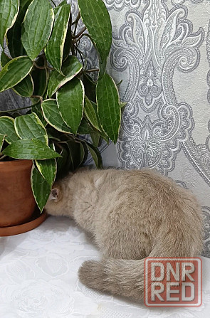 Шотландский Мальчик Макеевка - изображение 4