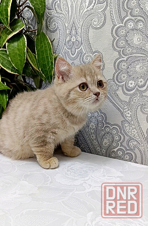 Шотландский лиловый малыш Донецк - изображение 4