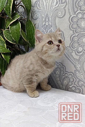 Шотландский лиловый малыш Донецк - изображение 6