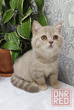 Шотландский лиловый малыш Донецк - изображение 1