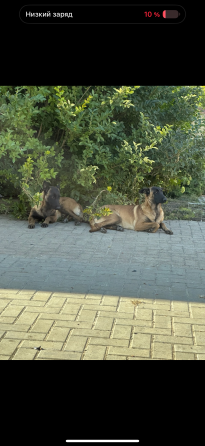 Отдам малинуа в добрые руки. Донецк