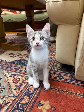 Котята в добрые руки Донецк