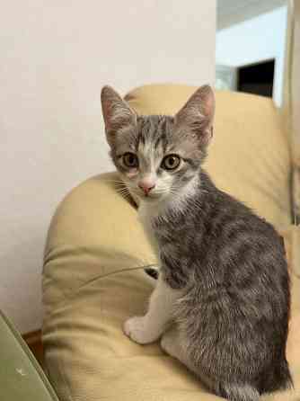 Котята в добрые руки Донецк