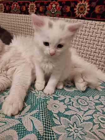 Отдам котят в хорошие руки Донецк