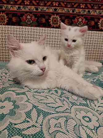 Отдам котят в хорошие руки Донецк