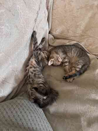 Отдам котят Донецк