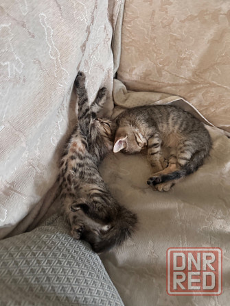 Отдам котят Донецк - изображение 2
