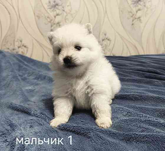 Белоснежные щенки померанского шпица. Донецк
